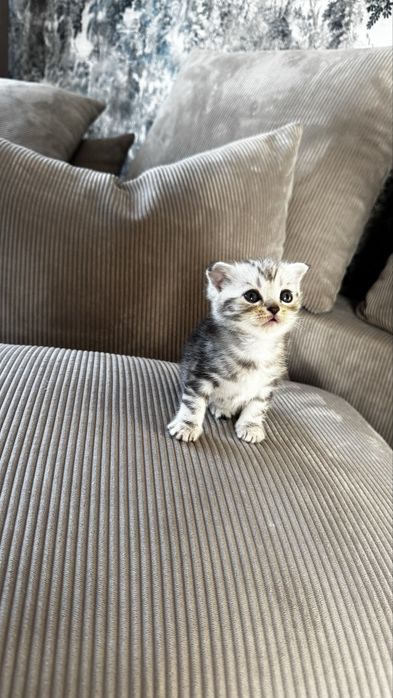 Котята британцы