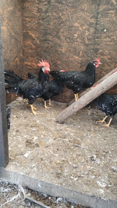 Ouă pentru incubat de italiene negru-bobat