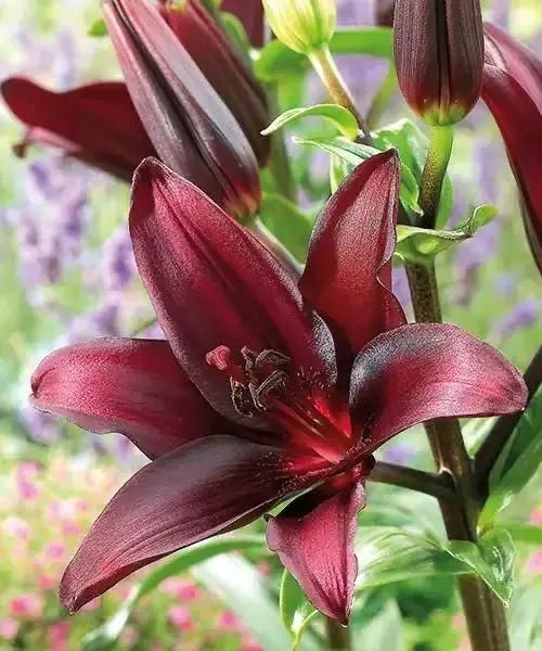 Bulbi de crniii super pret 3 lei