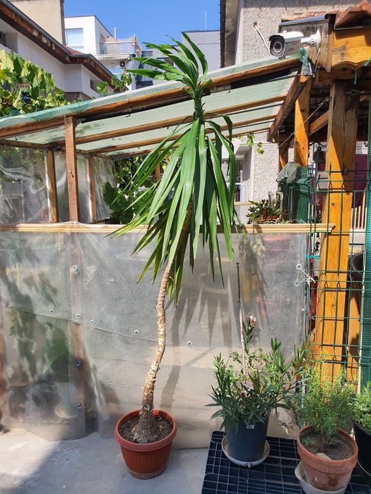 Юка  2м висока в сагсия