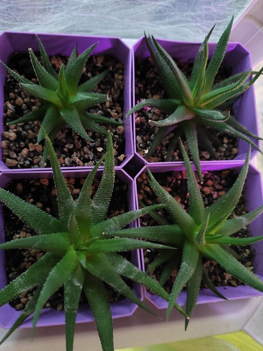 Хавортия (суккулент)