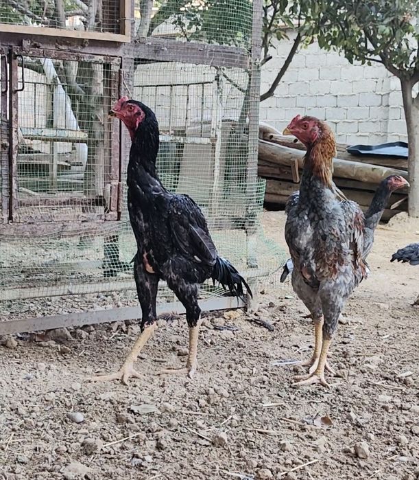 100 тали тоза ШАМО дакан тухумлари ва жужалари сотилади