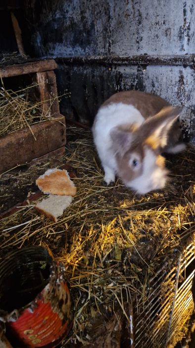 Iepuri femele /masculi mini-ferma