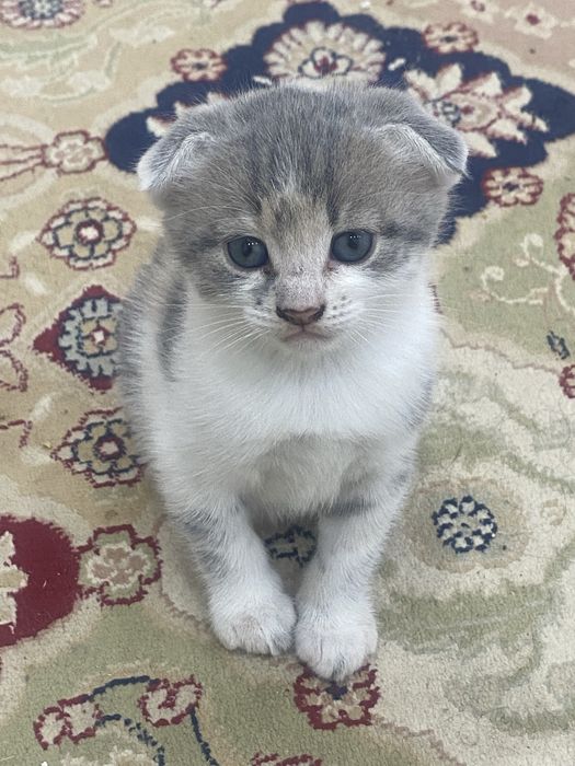 Мысык сатыладыыы