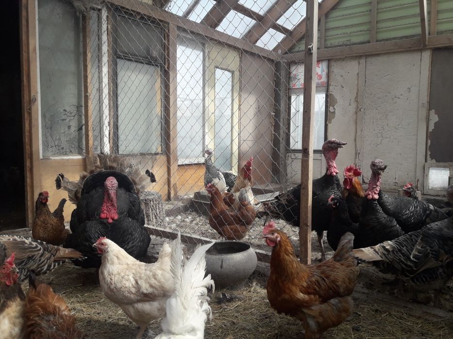 Индюки самки. Бронзовые и Белые