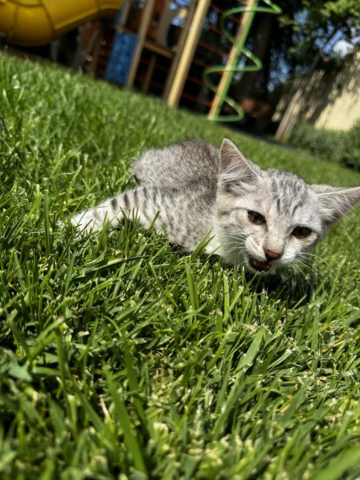 Красивые котята в добрые руки