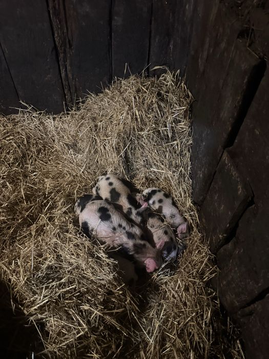 Продам    поросят