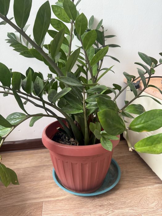 Цветы в горшоке комнатная растения