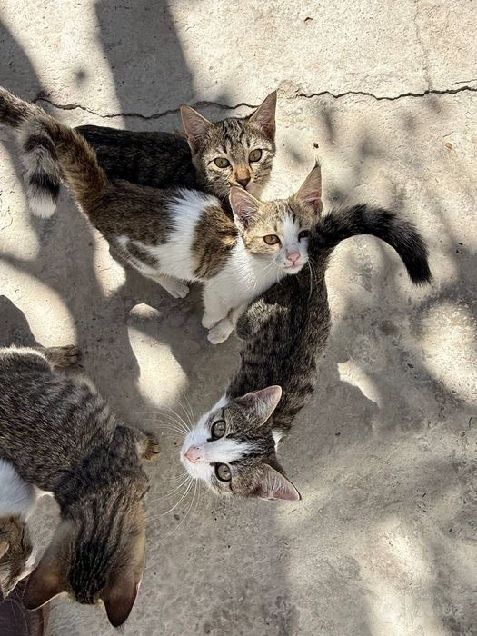 Отдам котят бесплатно