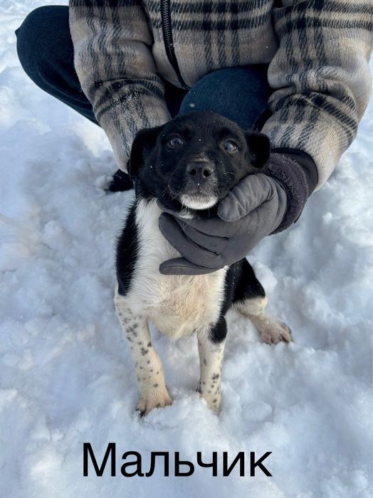 Отдадим щенков в хорошие руки