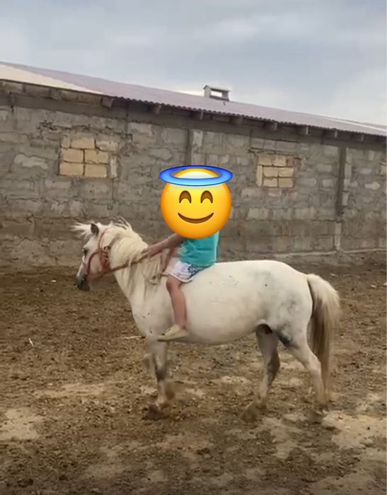 пони белая кобыла