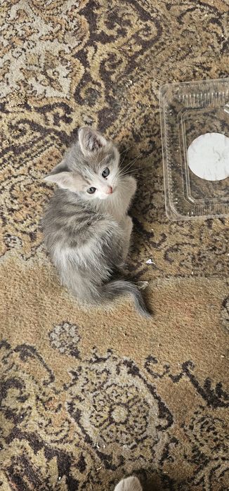 Отдам котят 6 штук
