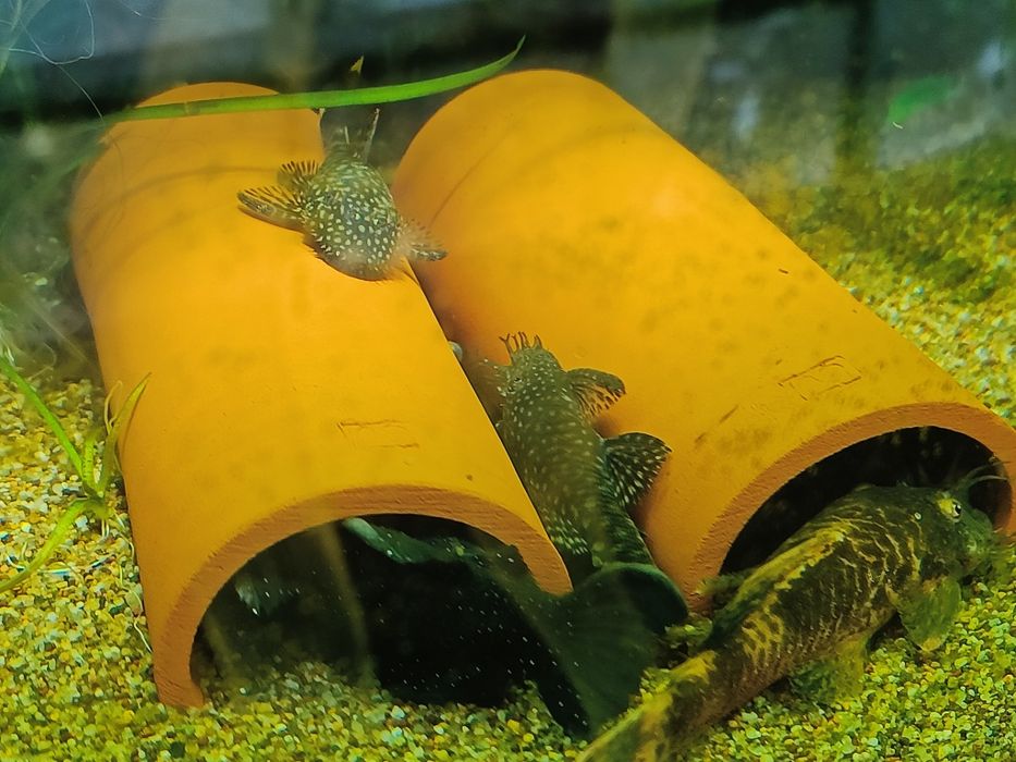 Сомики анциструсы