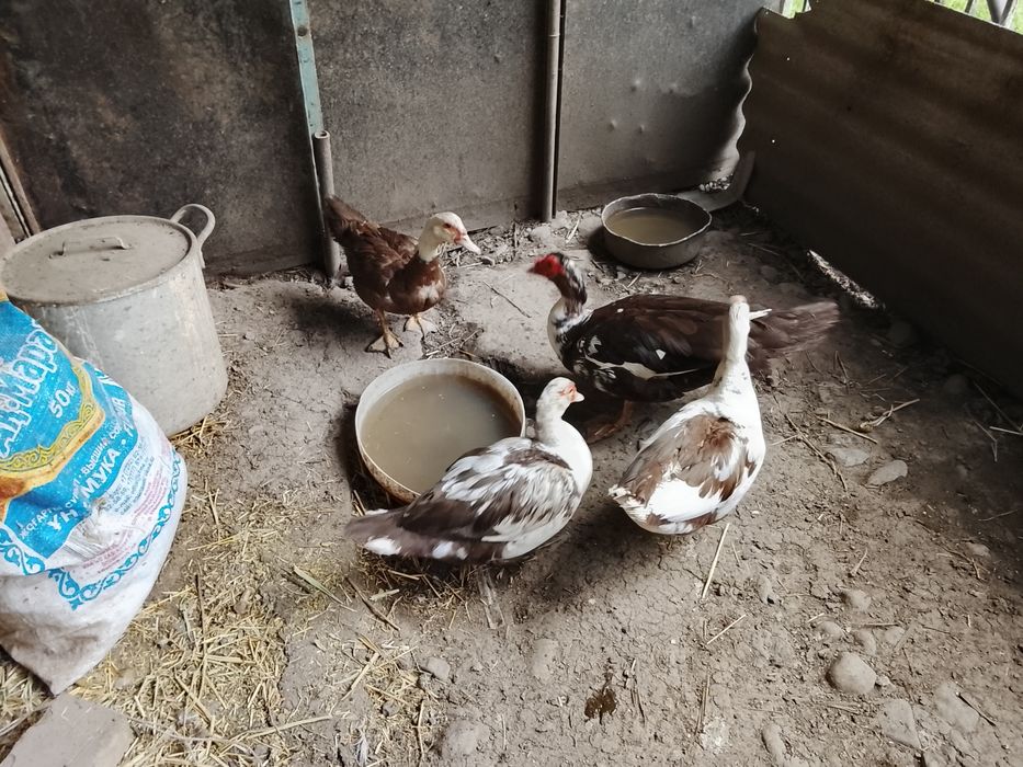 Продам Индо утки