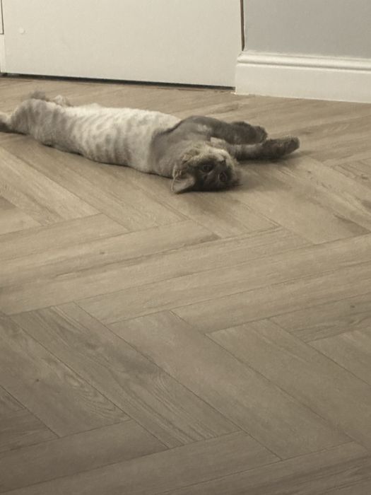 отдам домашнего кота