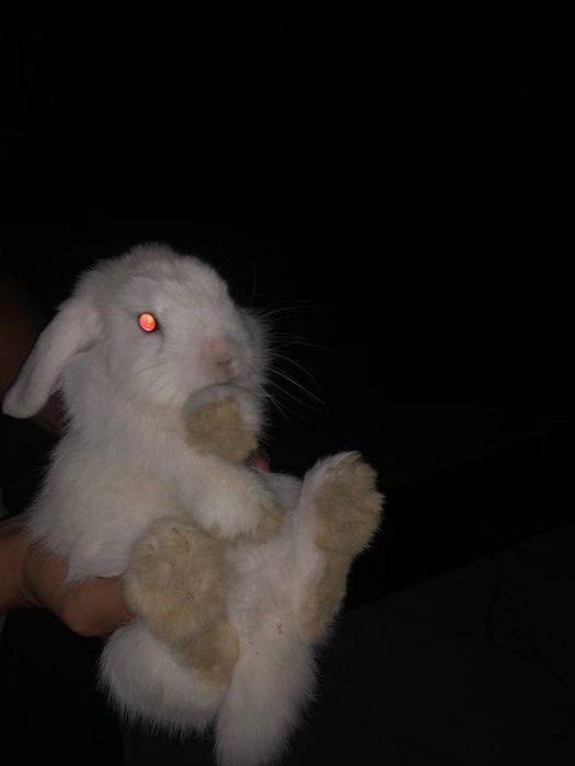 Заец quyon зайчик барашка