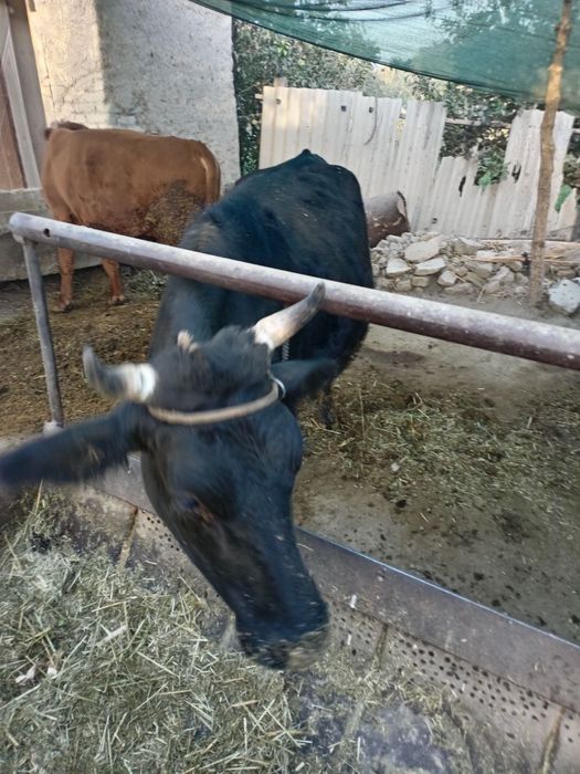 КораМоллар сотилади