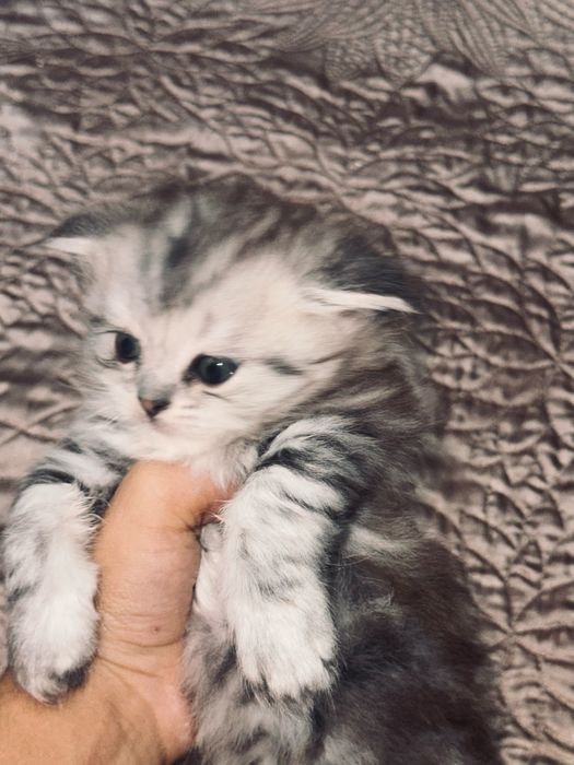 котята шотландской породы