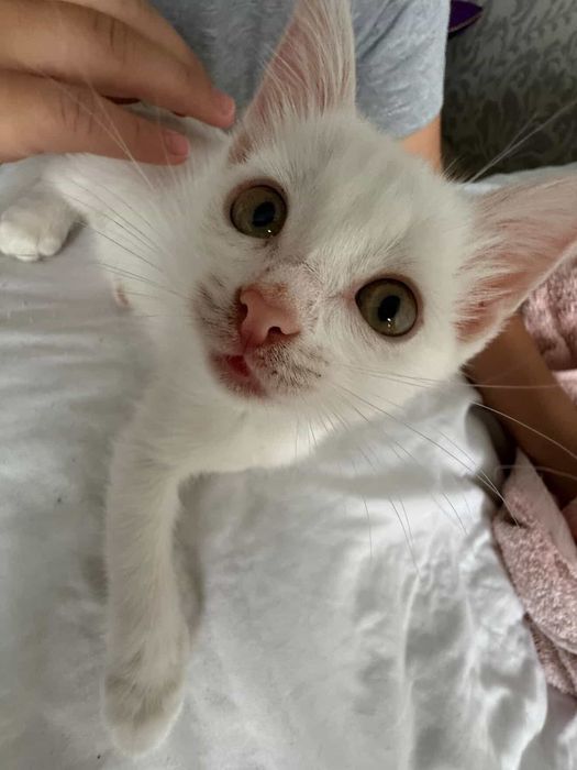 отдам котенка в добрые руки