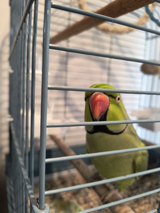 Papagal Micul Alexander