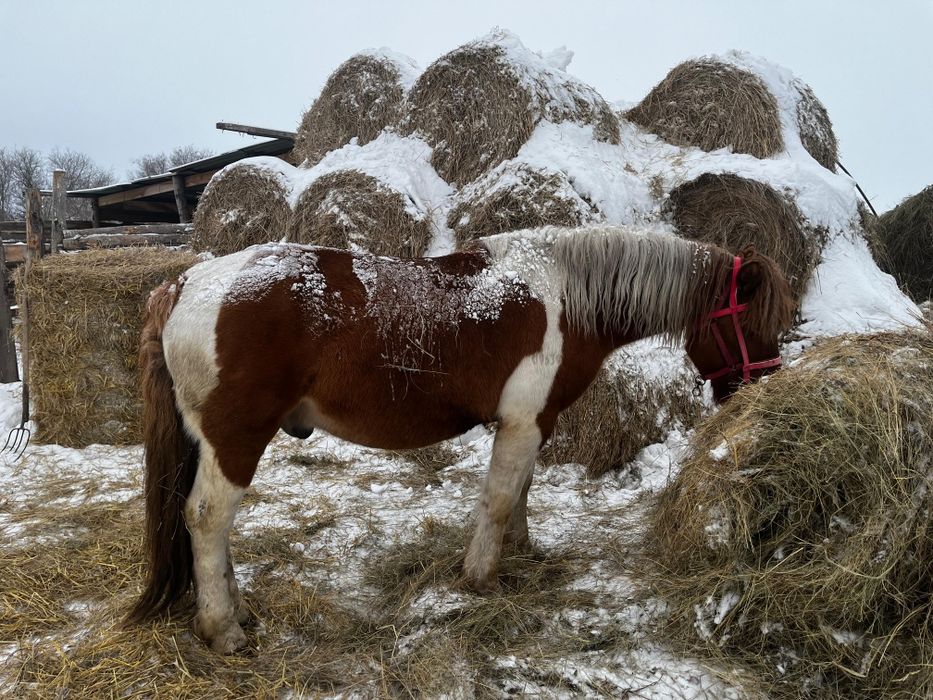 Продам жеребца полу тяг