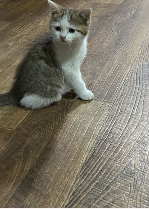 Срочно отдам котят в добрые руки!!