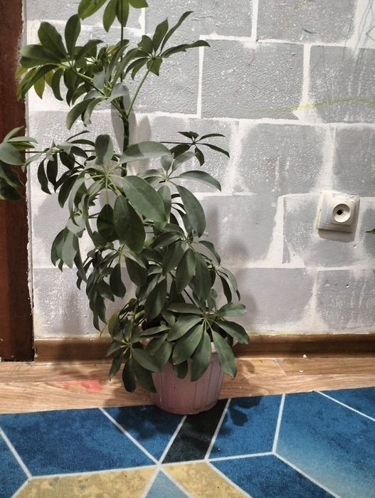 Фикус, шефлера продается