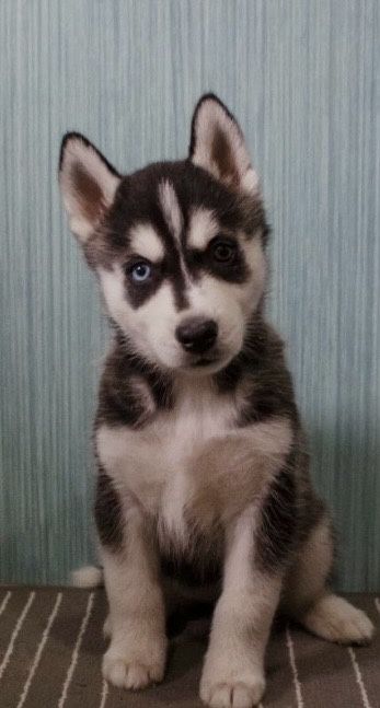 Щеночки Хаски продам