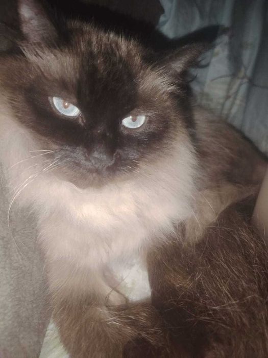 Животные вязка кошки. Тайская порода