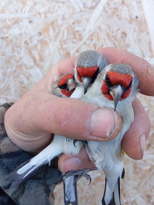 Продам щеглов, чижей, красношапочный вьюрок