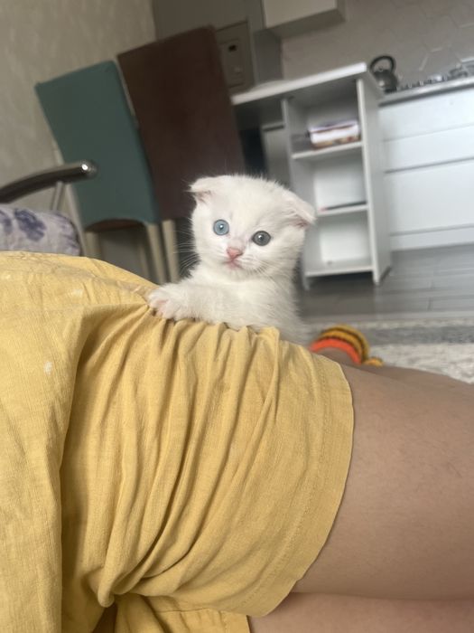 Белая кошка разные глаза