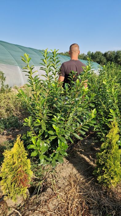 Prunus laurocerasus,  Laur Englezesc