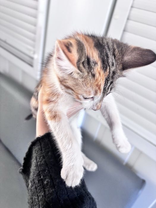 Котенок Девочка 2 месяца