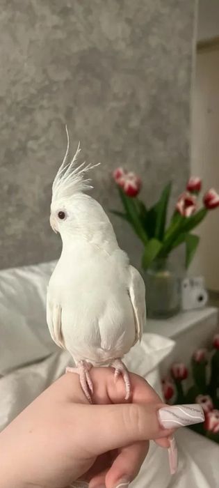 Продаем попугая Корела