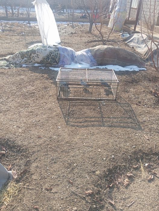 Птицы Голуб клетки