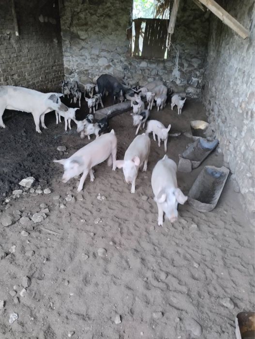 Прасета големи и малки