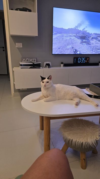 Petsitter dedicat – atenție, grijă și poze în timp real