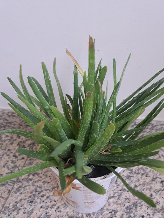 Алое вера растение