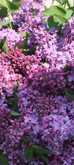 Продам сирень коллерованную