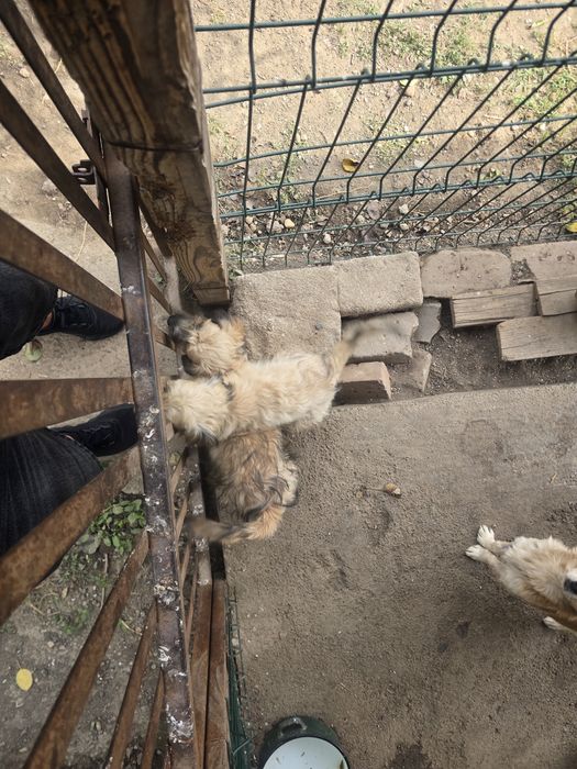 Donez cățelușe . Sunt talie mică si pufoase