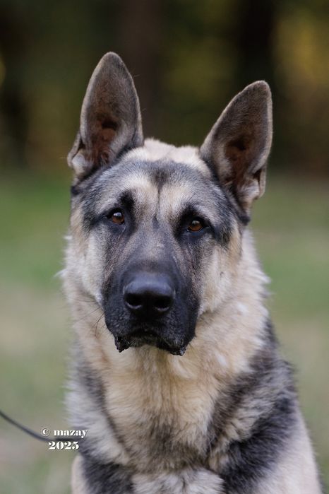 Щенки Восточно Европейской Овчарки