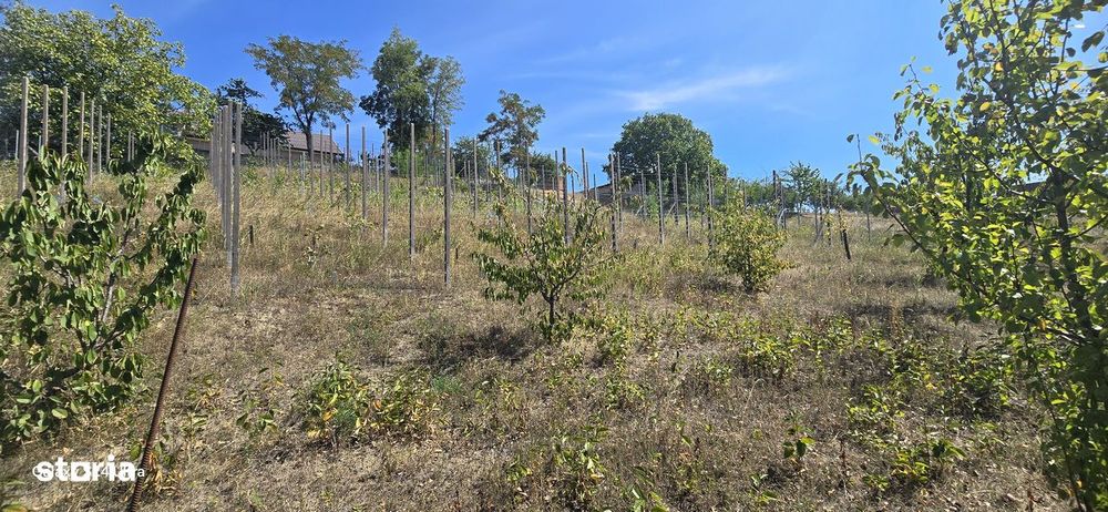 Teren intravilan in Manolesti Deal