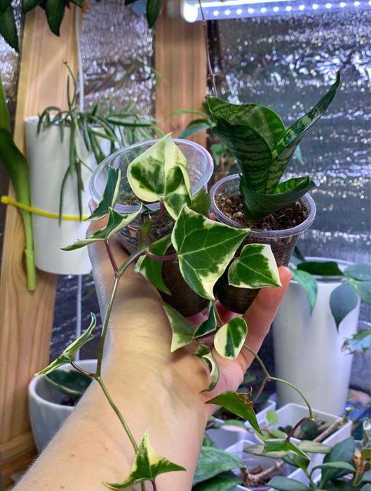 Суккуленты. Комнатные растения