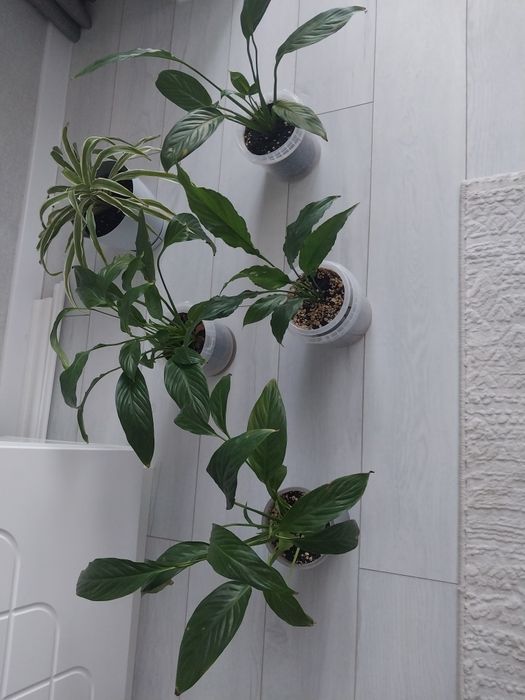 Продам комнатные цветы