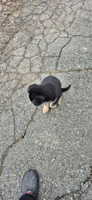 Продам щенка европейской овчарки