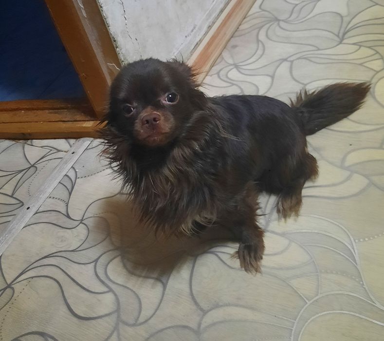 Срочно ! Продам кобеля