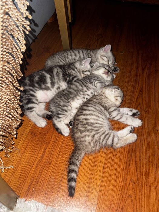 Продам шотландских котят
