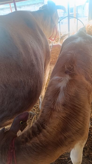 Vaca, junică și vițică de vânzare