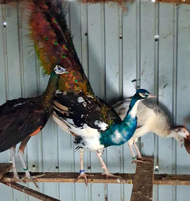 Mascul paun umăr negru purtător de ochi alb  !