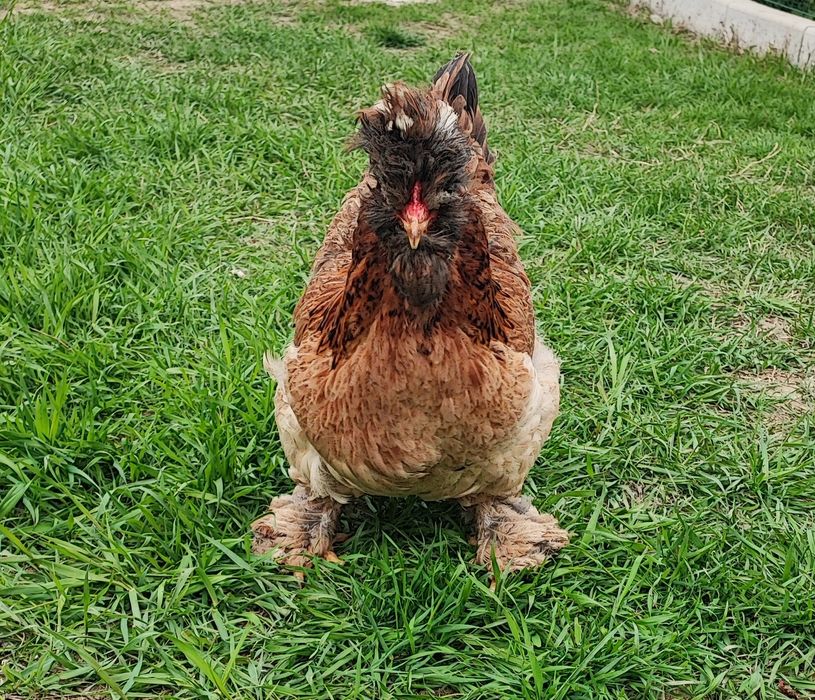 Matca de motate barboase deosebite